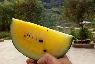 吃不懂的瓜,揭秘那些让人摸不着头脑的“吃不懂的瓜”